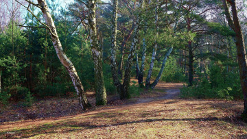 Картинка природа лес березы тропинка