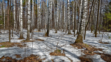 Картинка природа лес деревья