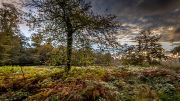 Картинка природа лес опушка