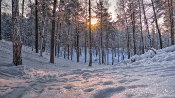 Картинка природа зима деревья