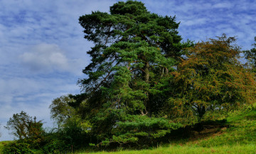 Картинка природа деревья пригорок