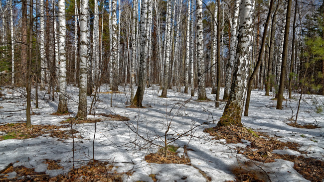 Обои картинки фото природа, лес, деревья