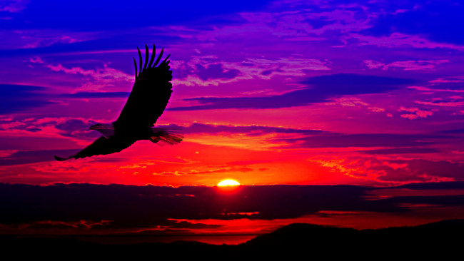 Обои картинки фото рисованное, животные, орел, полет