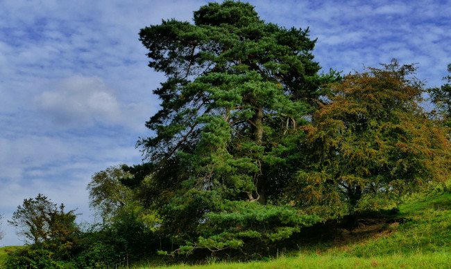 Обои картинки фото природа, деревья, пригорок