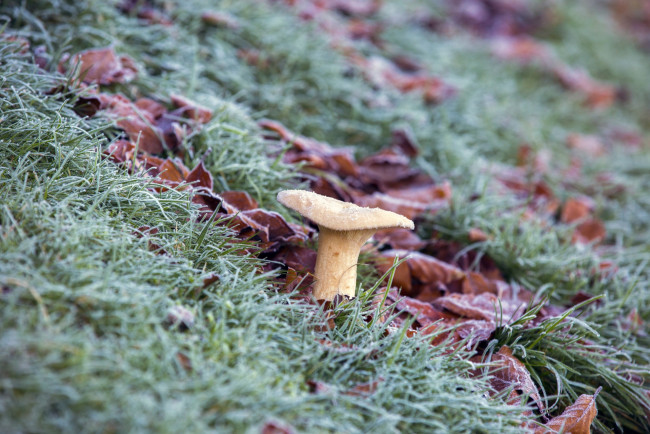 Обои картинки фото природа, грибы, трава, осень, листья