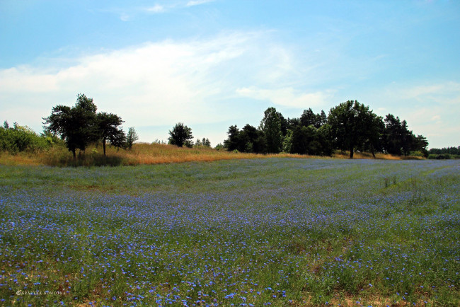 Обои картинки фото природа, луга, цветы, лето