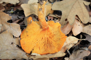 Картинка еда грибы +грибные+блюда листья гриб