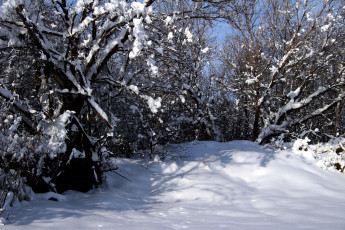 Картинка природа зима снег