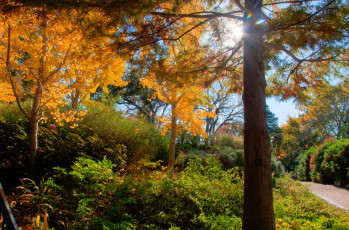 Картинка природа парк солнце деревья аллея