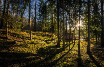 Картинка природа лес простор