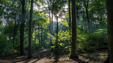 Картинка природа лес простор