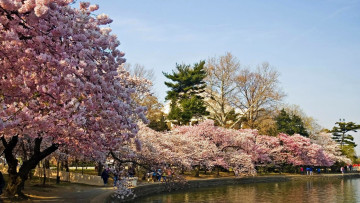 Картинка природа парк весна река