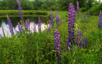 Картинка природа реки озера простор