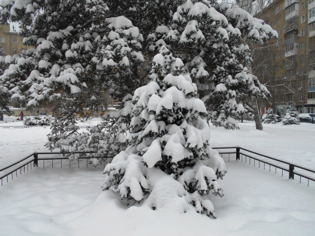 Обои картинки фото города, - пейзажи, елка, зима, природа