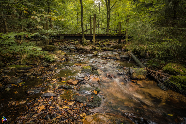 Обои картинки фото природа, лес, простор