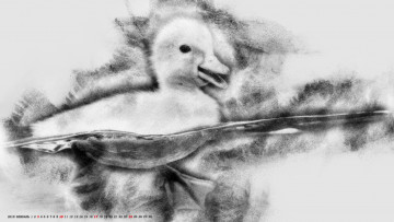 Картинка календари компьютерный+дизайн птица утенок