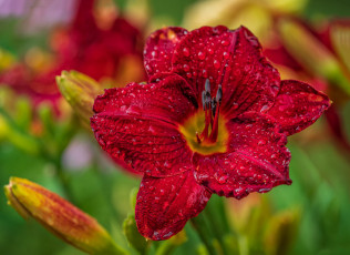 Картинка цветы лилии +лилейники роса