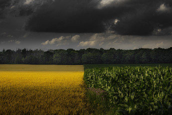 Картинка природа поля поле