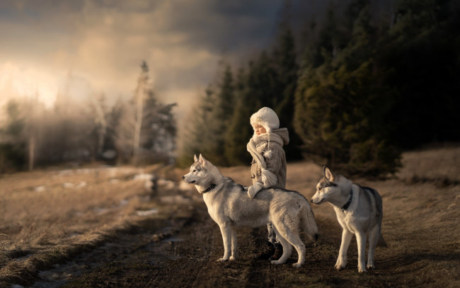 Обои картинки фото разное, дети, девочка, собаки, дорога, лес