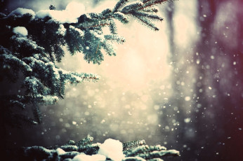 Картинка природа деревья ёлка ветки снег зима