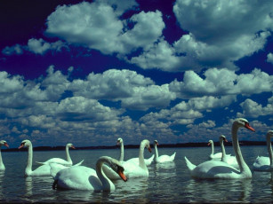 Картинка животные лебеди