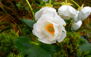 Картинка цветы маки