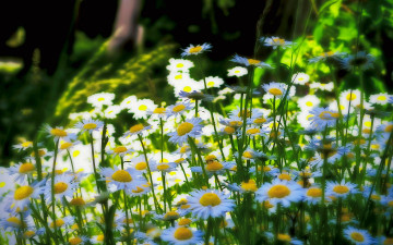 Картинка цветы ромашки