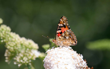 Картинка животные бабочки