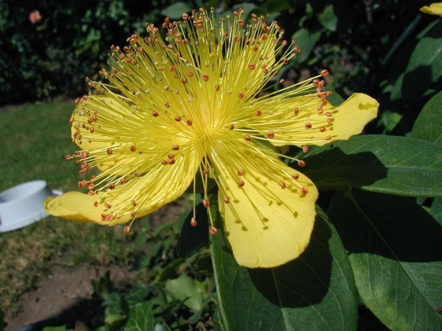 Обои картинки фото цветы, цветущие, деревья, кустарники