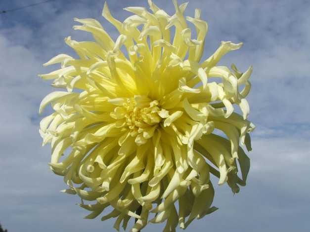 Обои картинки фото цветы, георгины