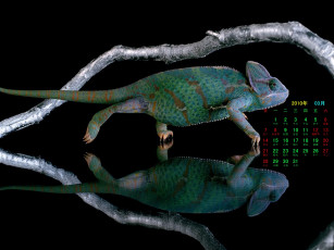 обоя календари, животные