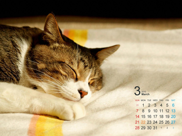 Обои картинки фото календари, животные