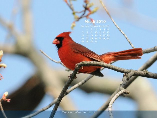 Обои картинки фото календари, животные