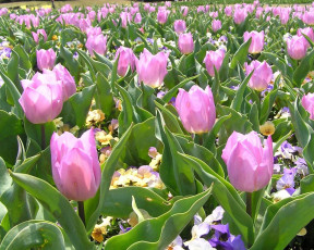 Картинка цветы тюльпаны