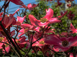 Картинка цветы кизил