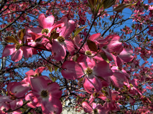 Картинка цветы кизил