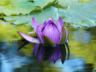 Картинка цветы лилии водяные нимфеи кувшинки