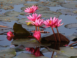Картинка цветы лилии водяные нимфеи кувшинки