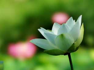 Картинка цветы лотосы