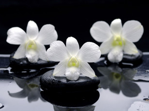 Картинка цветы орхидеи