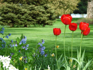 Картинка цветы разные вместе