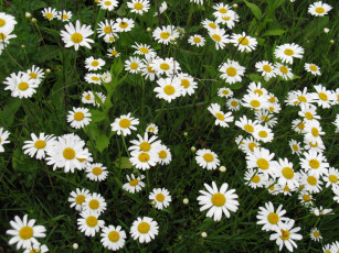 Картинка цветы ромашки