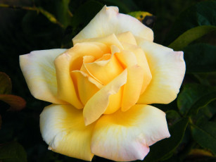 Картинка цветы розы