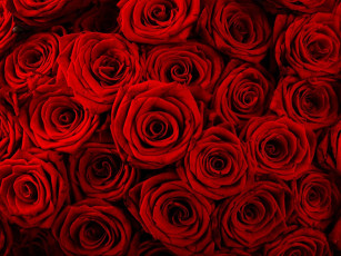 Картинка цветы розы