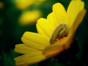 Картинка животные гусеницы