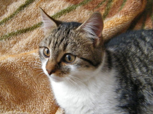 Картинка животные коты