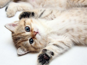 Картинка животные коты