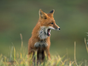 Картинка животные лисы