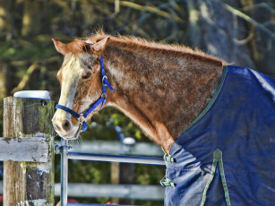 Картинка животные лошади