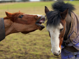 Картинка животные лошади